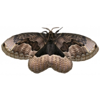 Siberian Owl Moth Brahmaea lunulata Pupae Siberian Owl Moth Brahmaea lunulata Pupae